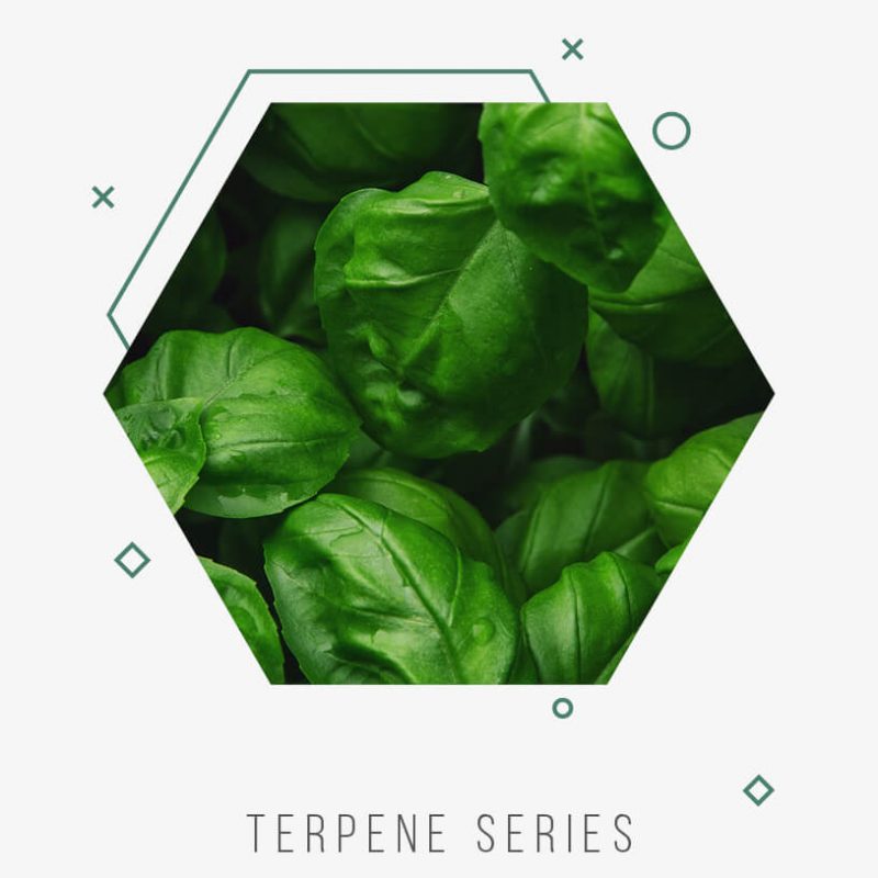 Terpene header planet 13 superstore