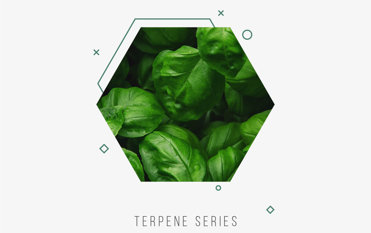 Terpenes: The Personality of Cannabis