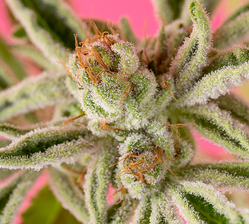 planet 13 the real reason cannabis strains turn different colors