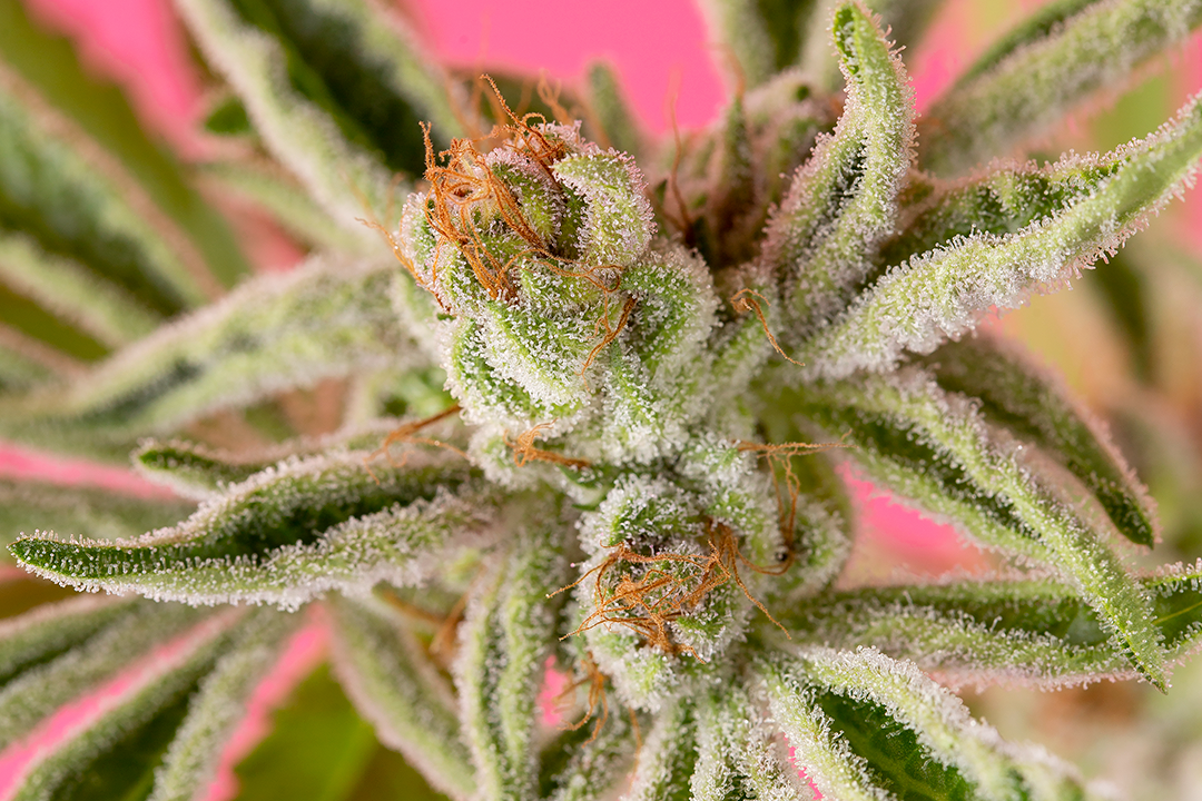 The Real Reason Some Strains Turn Different Colors