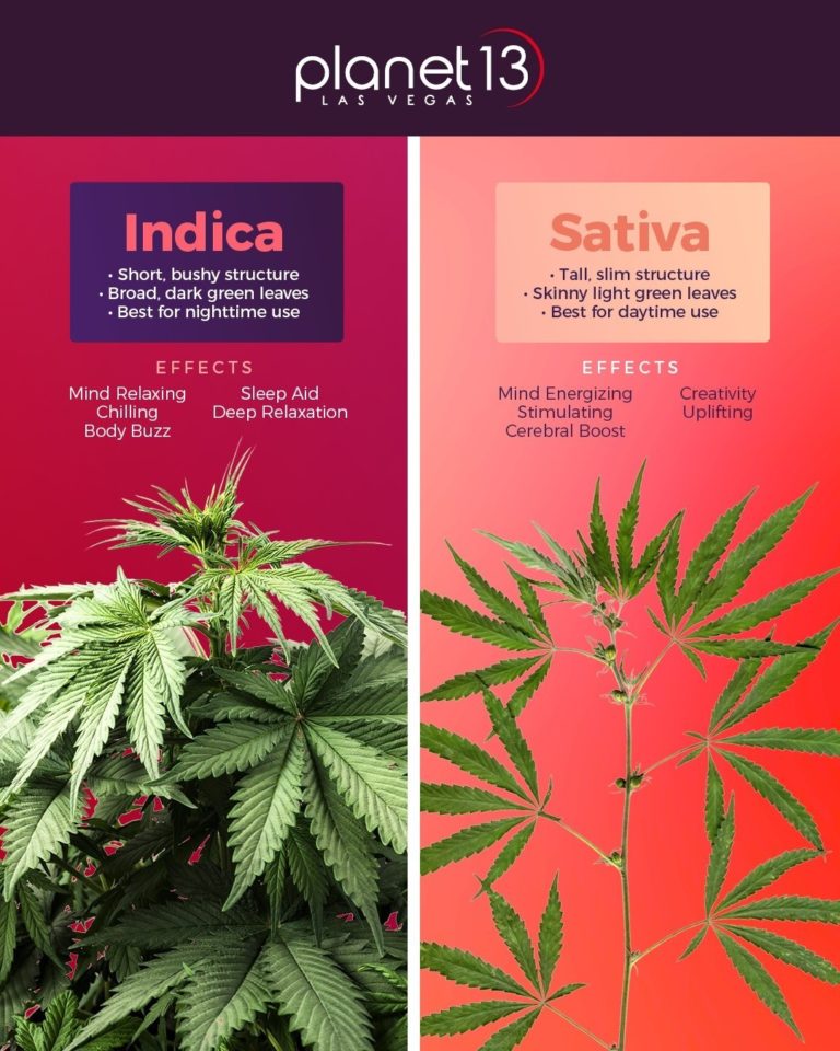 The Best Cannabis Strains To Choose: A Guide To Indica, Sativa, And ...