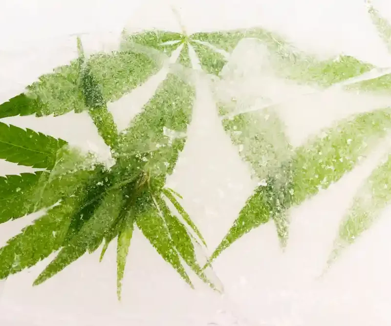 Freezing Green Cannabis Leaves