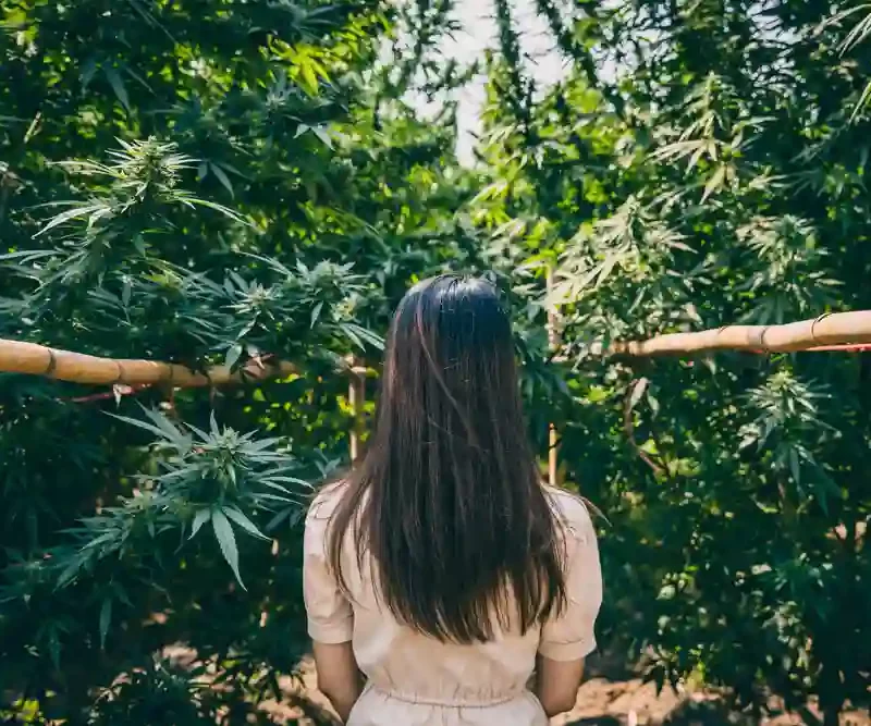 Woman amongst cannabis plants