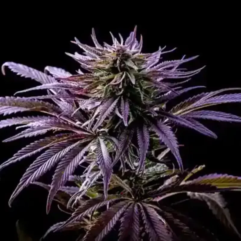 Purple Kush Cannabis Flower Close Up