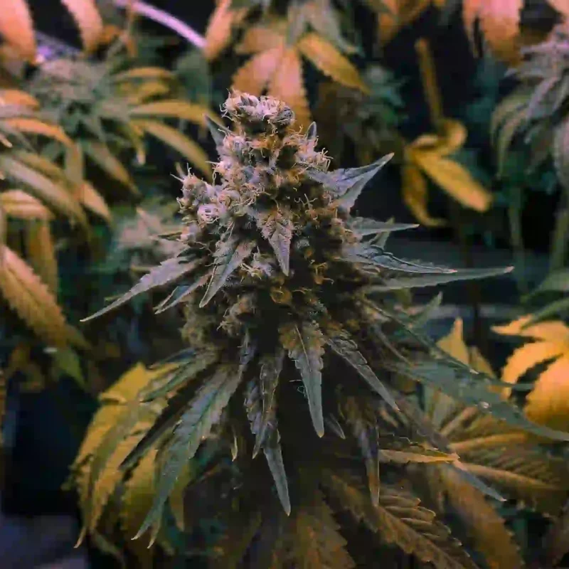 Zookies Yellow Cannabis Flower