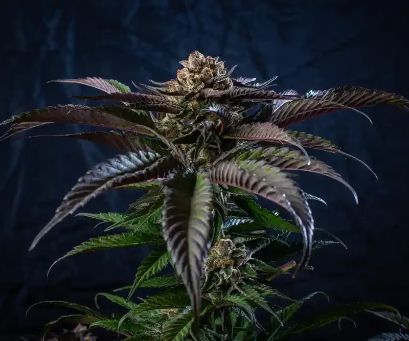 Close up of cannabis plant over dark background