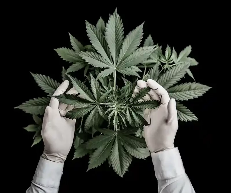 Close up of a cannabis leaf on a dark background