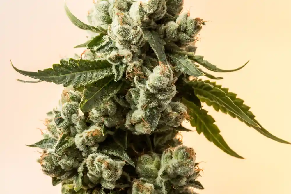 close up of a cannabis plant
