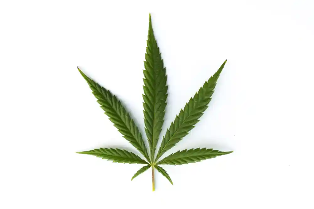 Sativa cannabis leaf