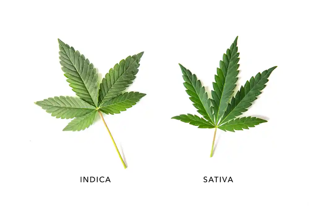 indica and sativa cannabis leaves