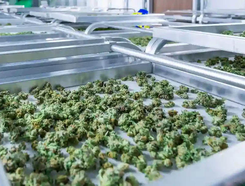 Metal trays with cannabis plants