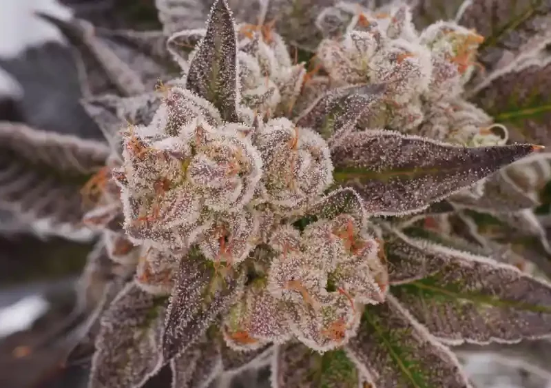 Close up of cannabis flower