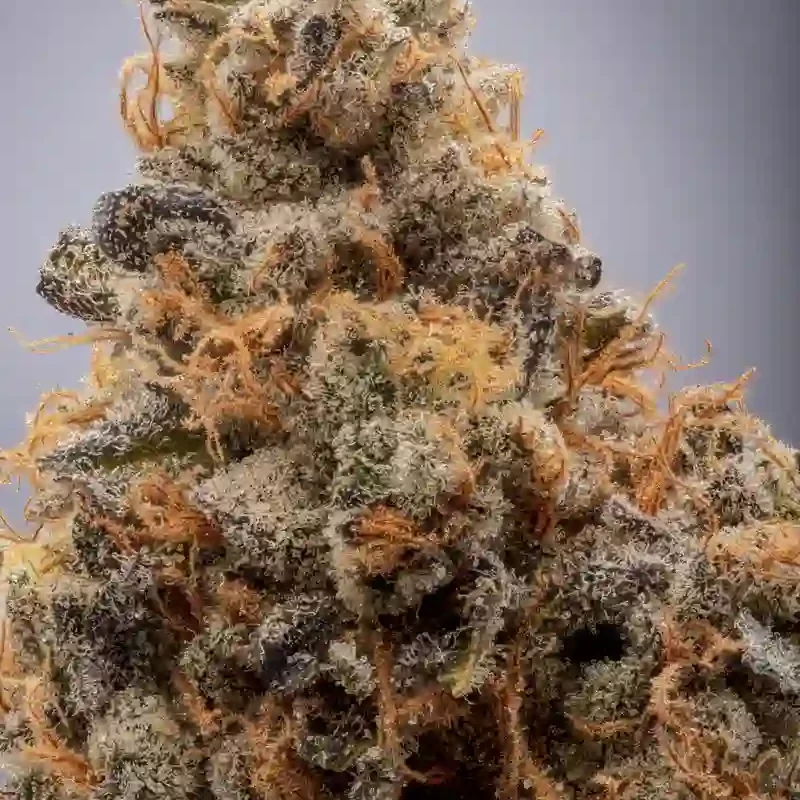 close up of cannabis plant