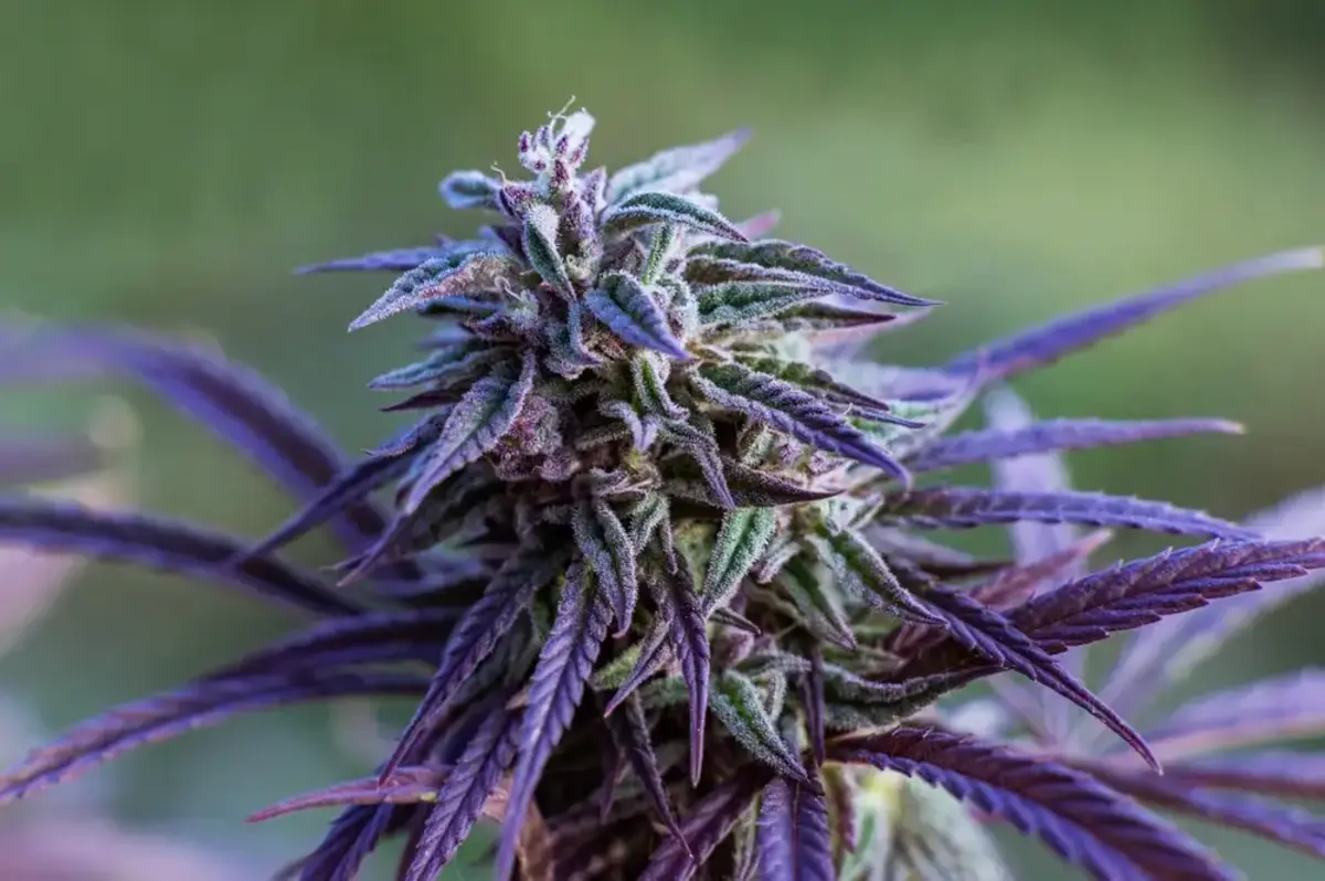 How to Get the Most Out of Your Springtime Cannabis Strains