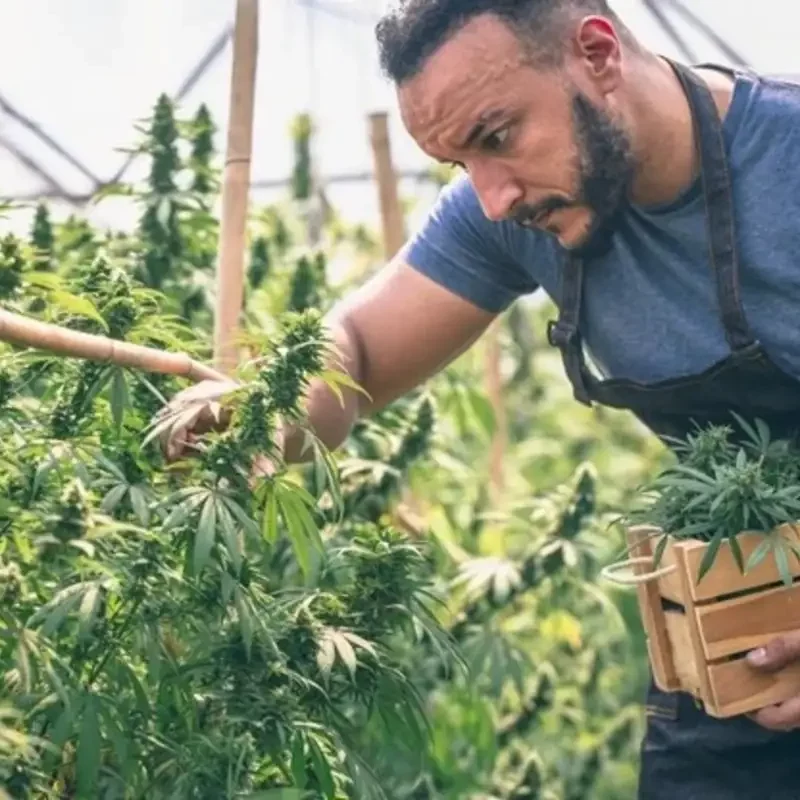 man cutting cannabis leaf