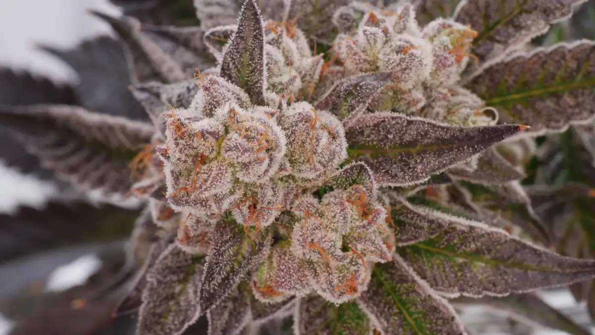 Close up of a cannabis plant