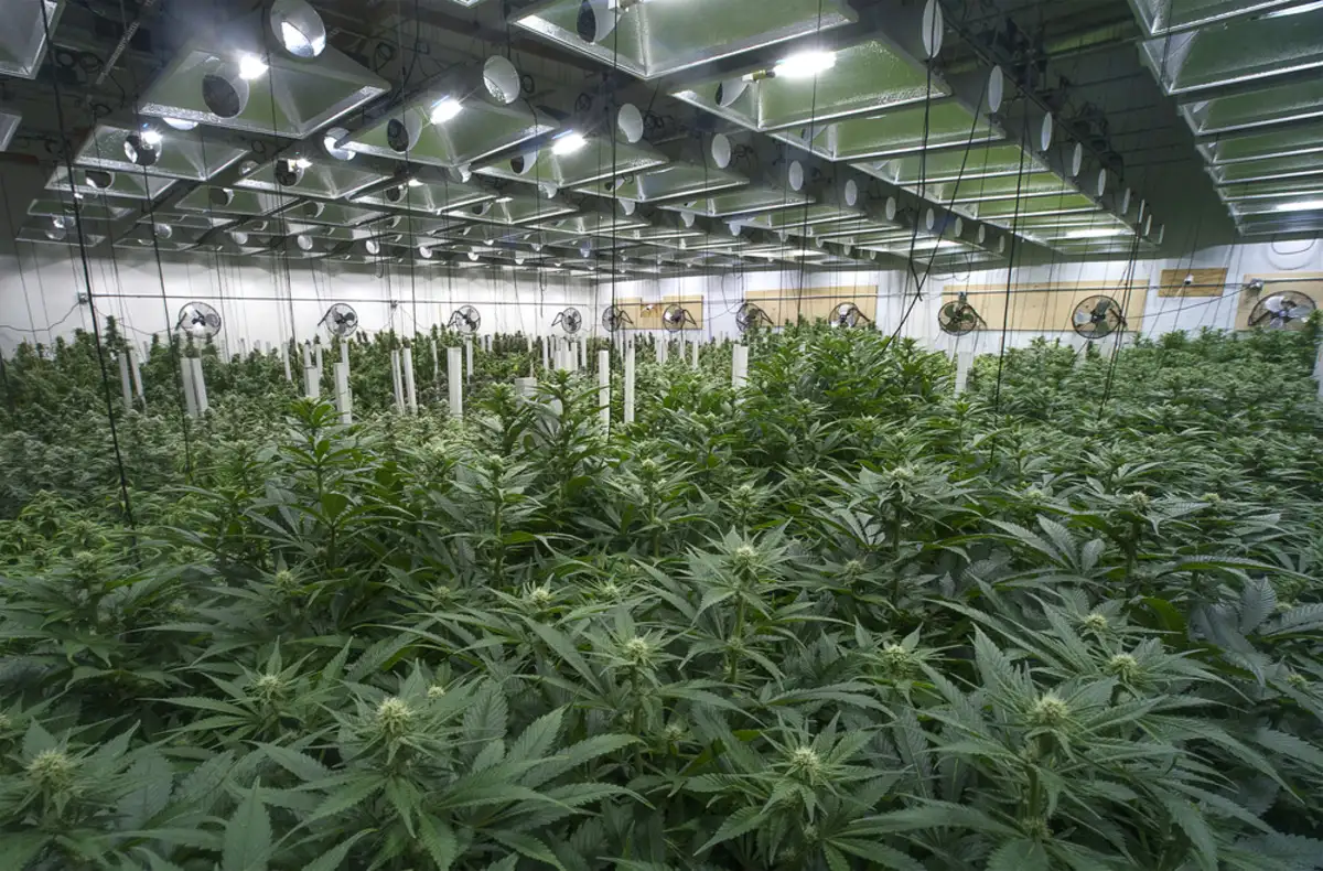 Inside of Cannabis facility