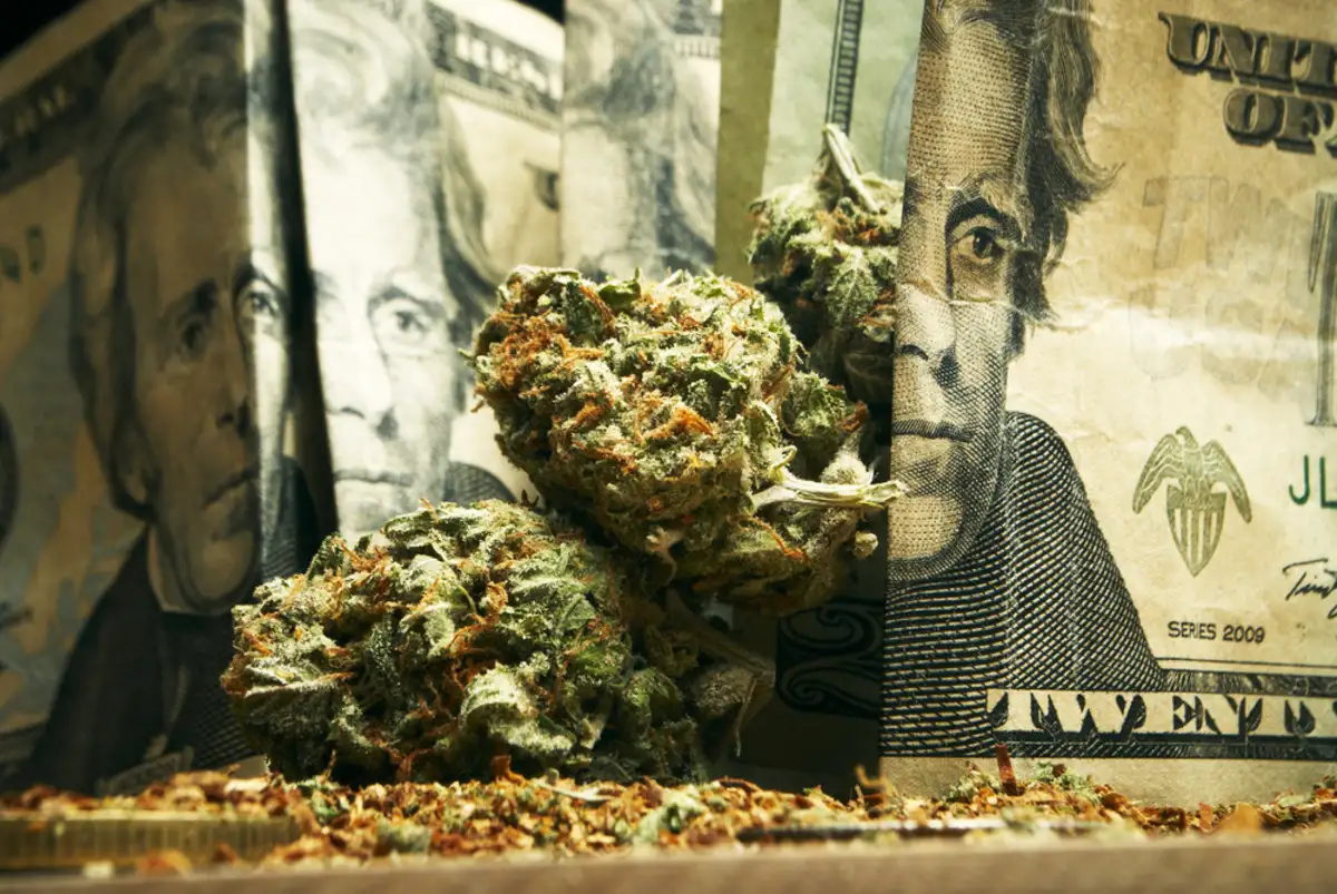 Money sitting next to cannabis plants