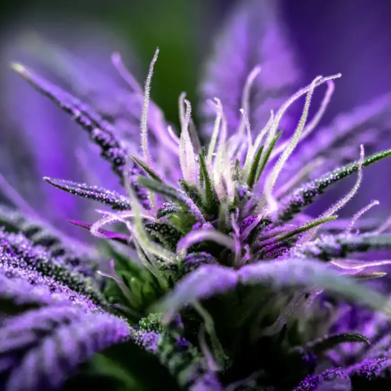 purple cannabis plant