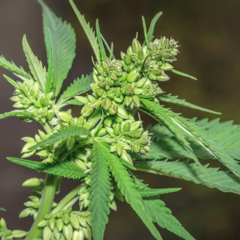 Beautiful male Cannabis (hemp) plant growing