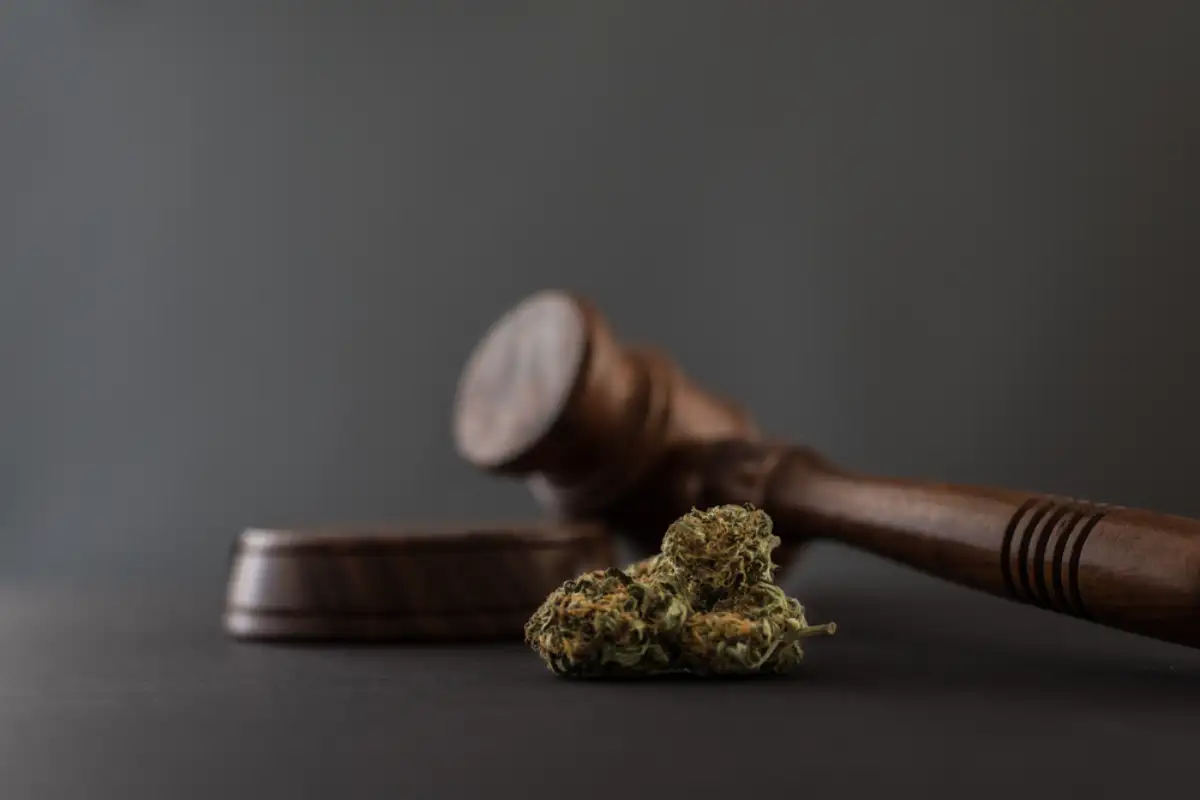 Cannabis and gavel grey background