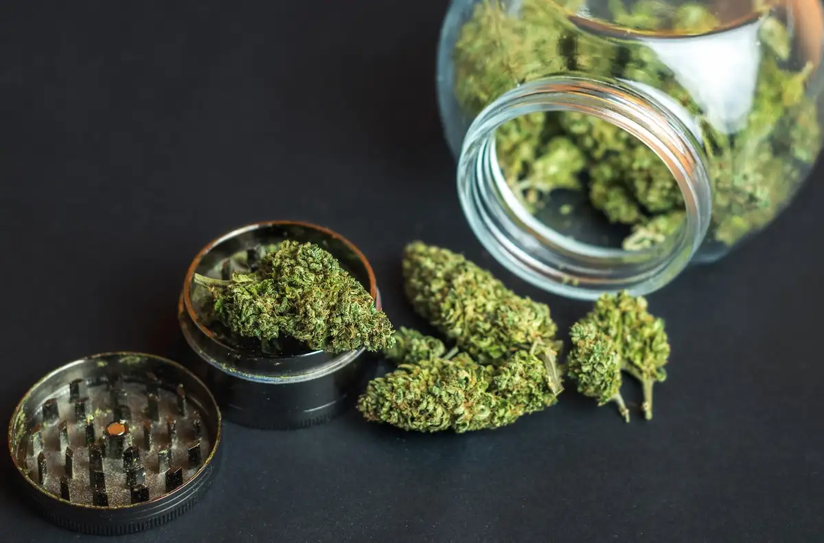 Cannabis flower buds and grinder