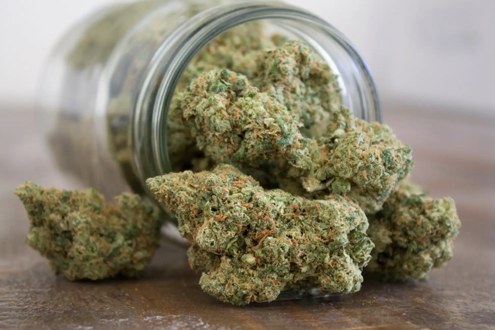 Cannabis plant on Jar