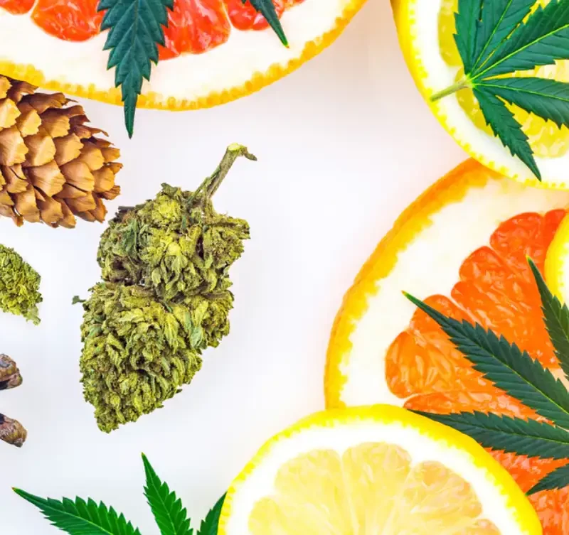 Cannabis terpenes concept with Marijuana bud lemons grapefruit leafs and pine cones