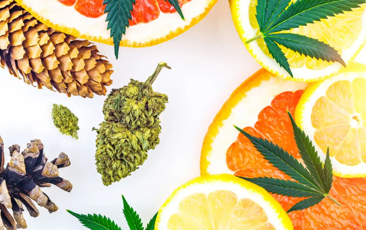What are Cannabis Terpenes and How Do They Work?
