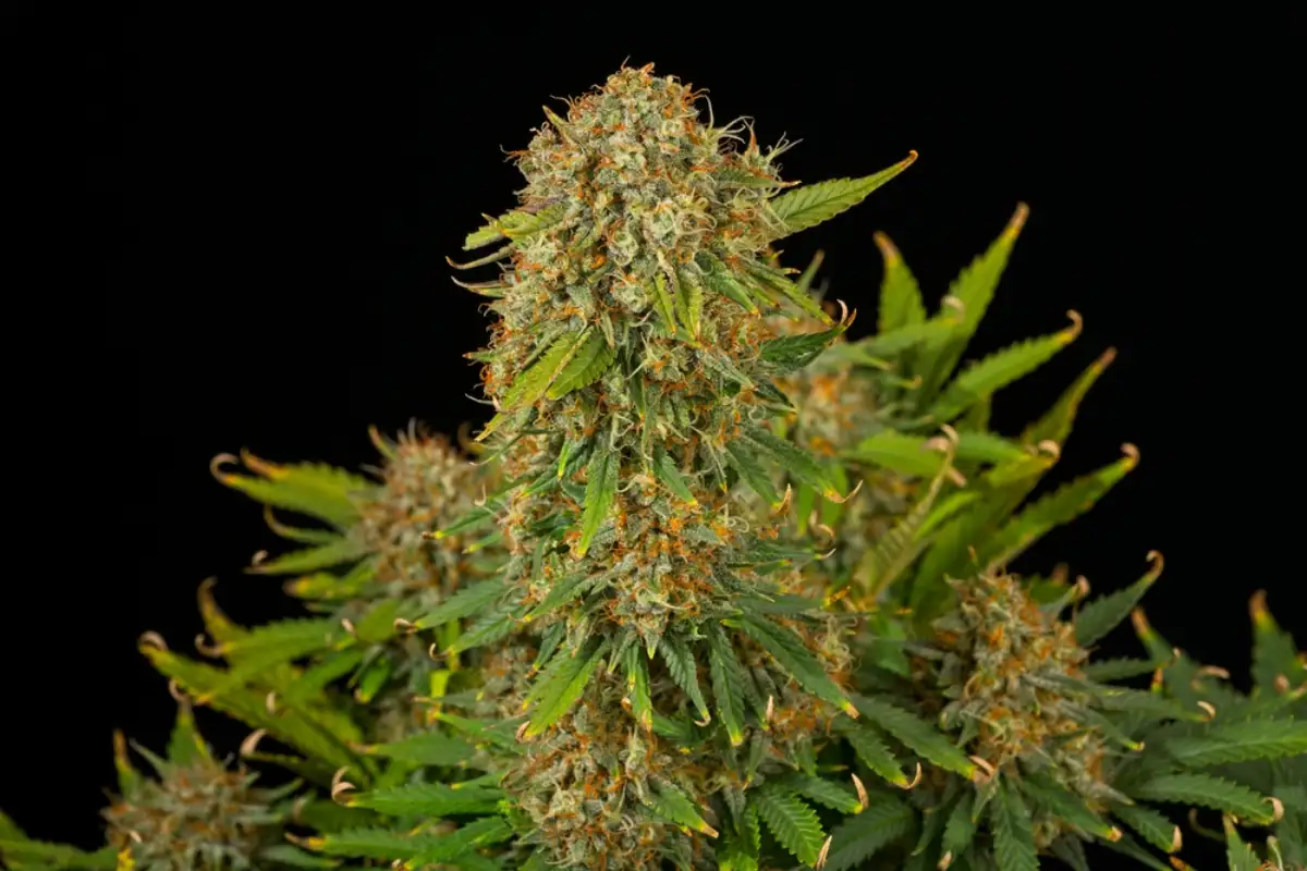 Close-up of Bruce Banner Strain