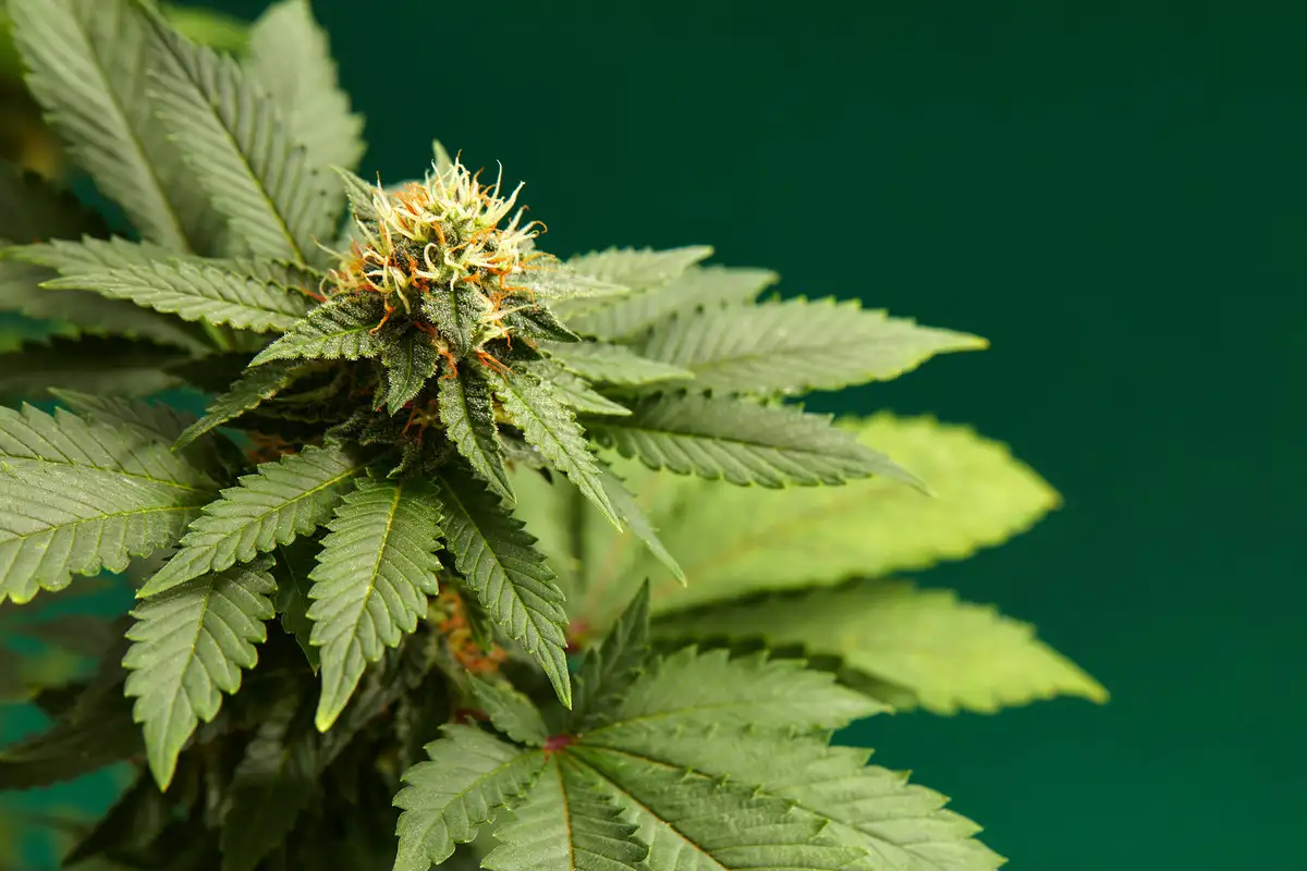 Close up of a cannabis flower