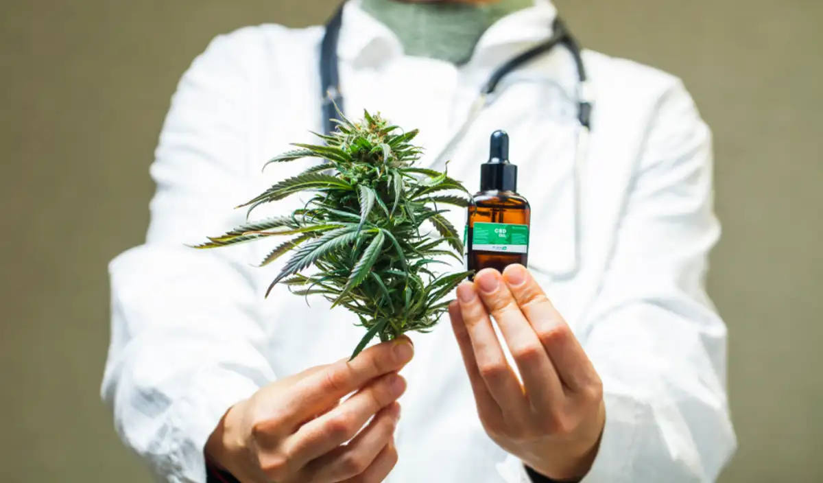 Doctor hand hold and offer to patient medical marijuana and oil