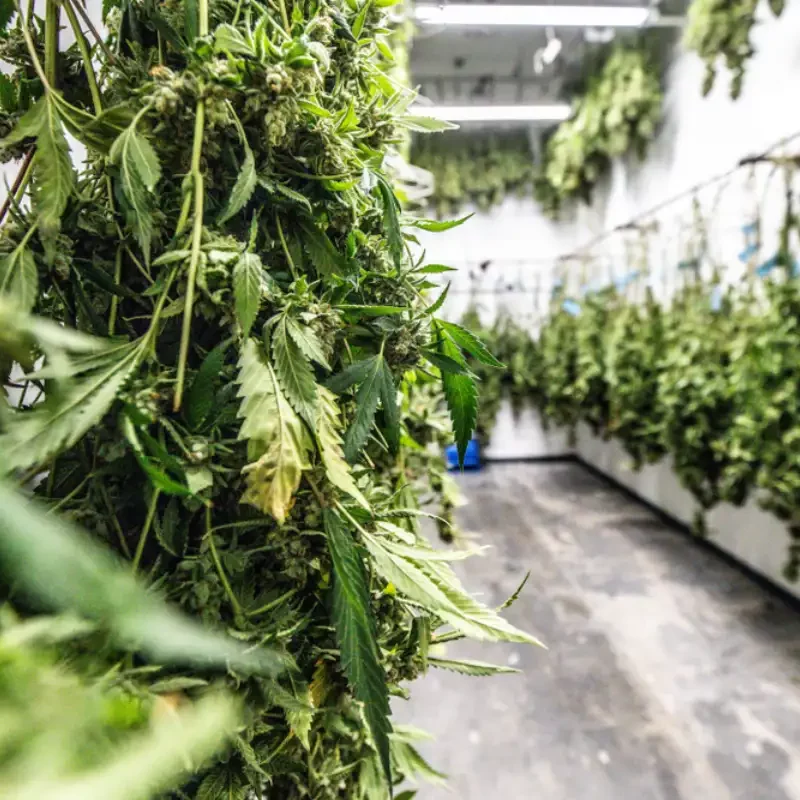 Drying plenty of Cannabis