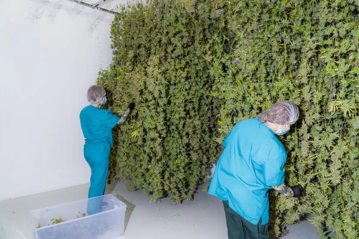Employee drying up cannabis plants