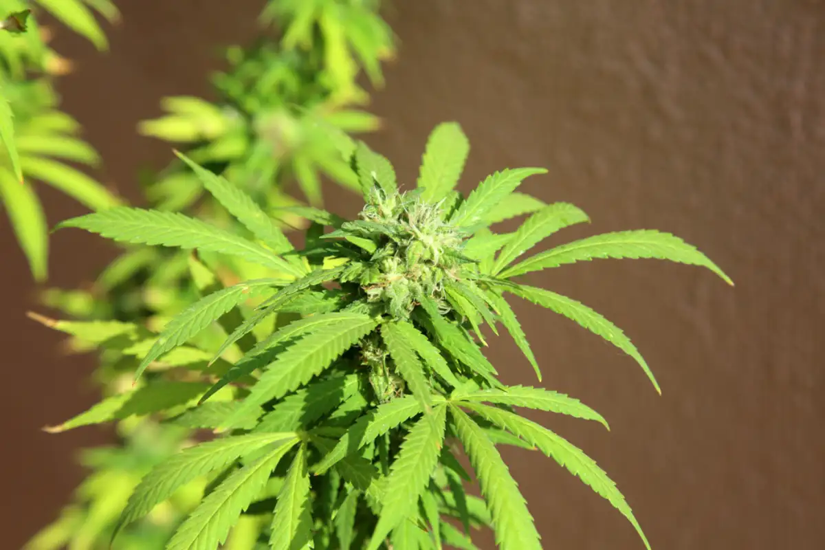 Female Cannabis Sativa Plant with Flowers