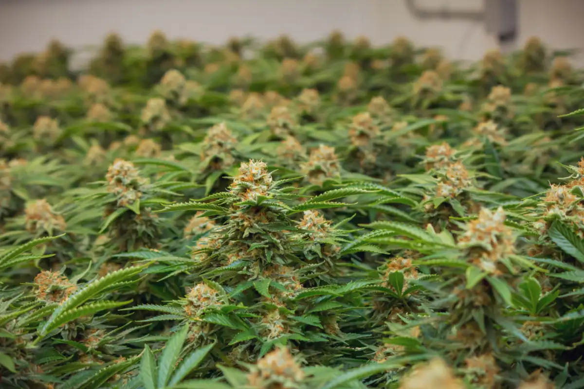 Indoor method of growing cannabis