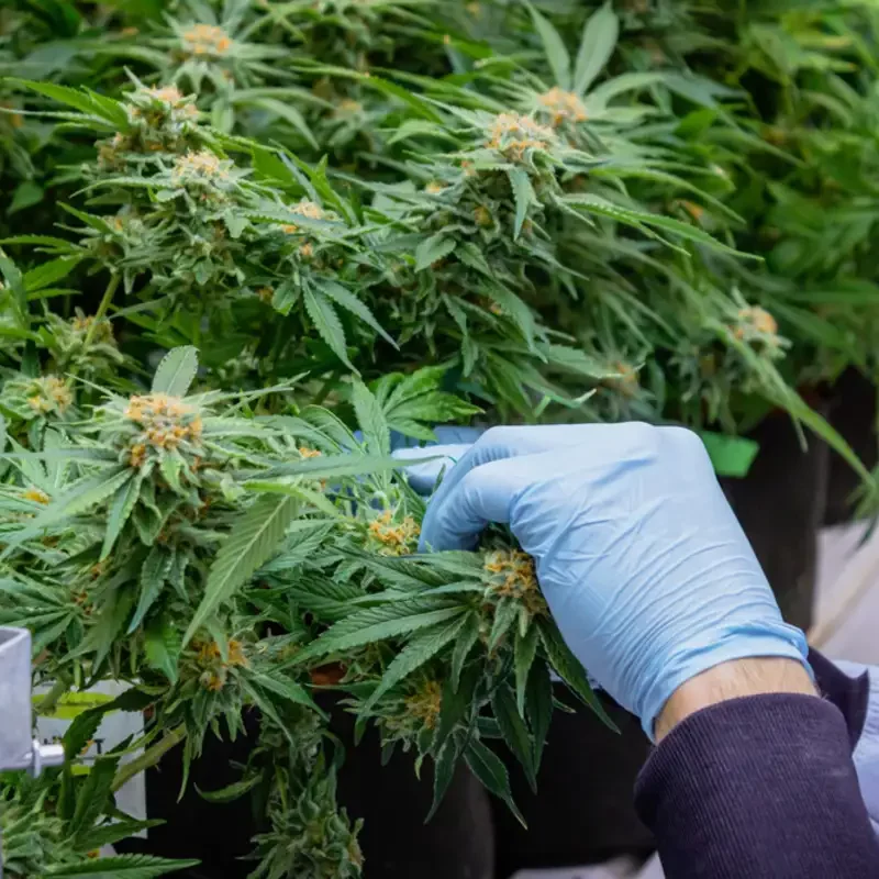 Man cutting cannabis plants