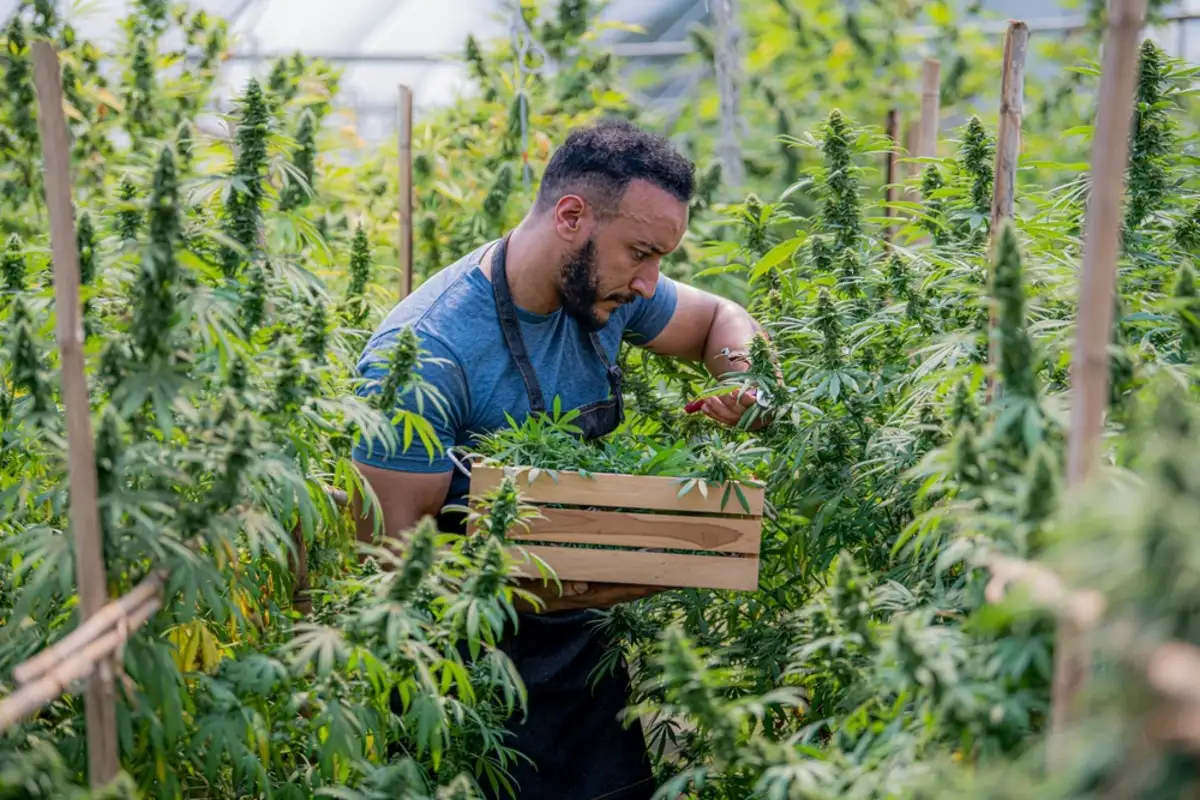 Man harvesting cannabis plants