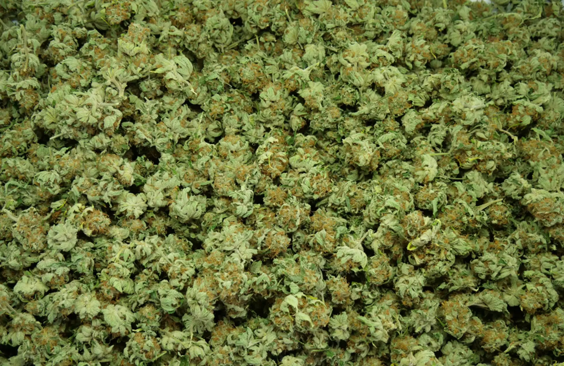 Pile of Cannabis Plant