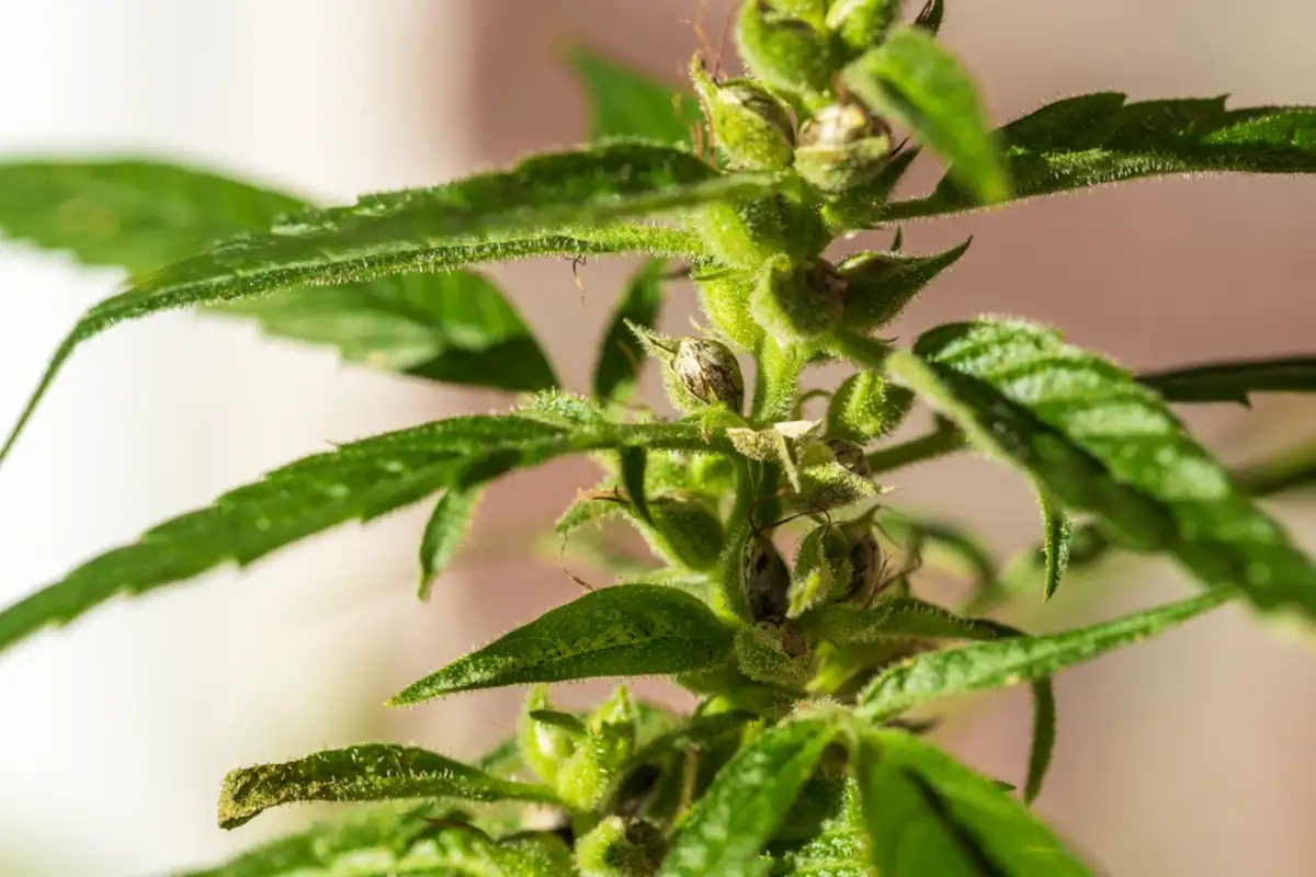 Pollinated female cannabis buds with trichomes and new seeds on beige background