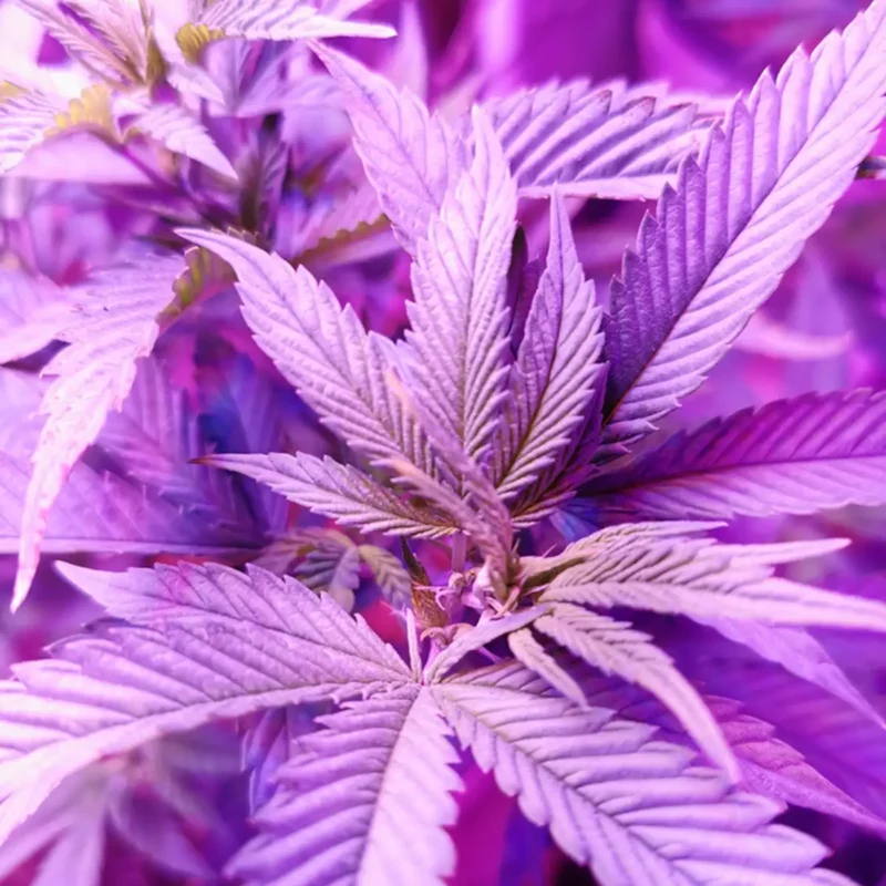 Purple Cannabis Plants