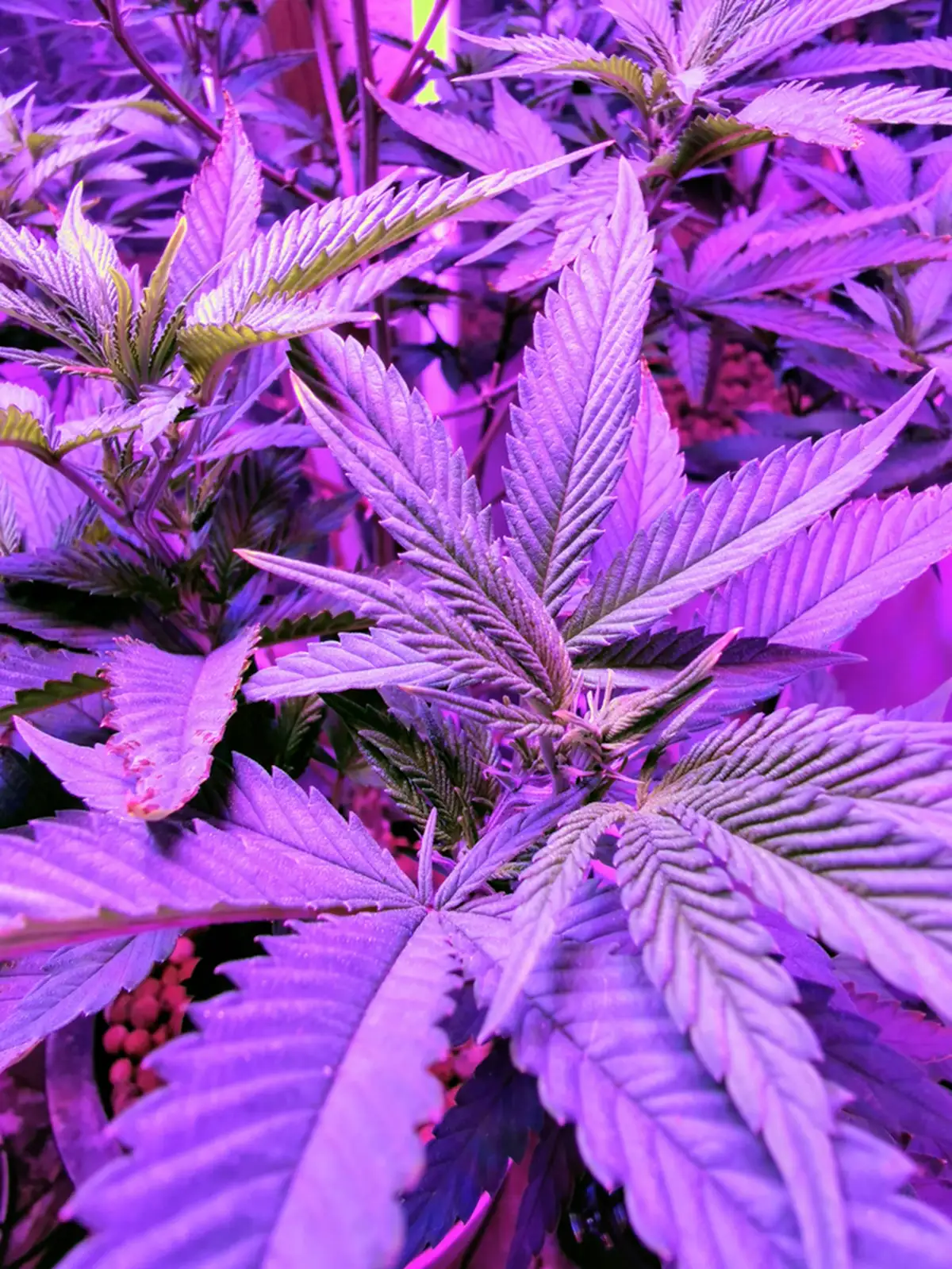 Purple Cannabis Plants