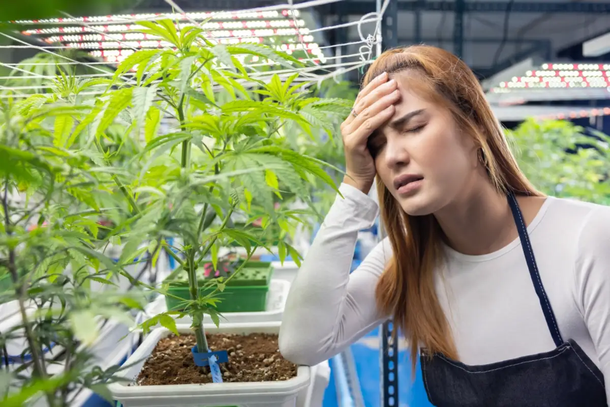 How to Know If You Suffer from Cannabis Allergies