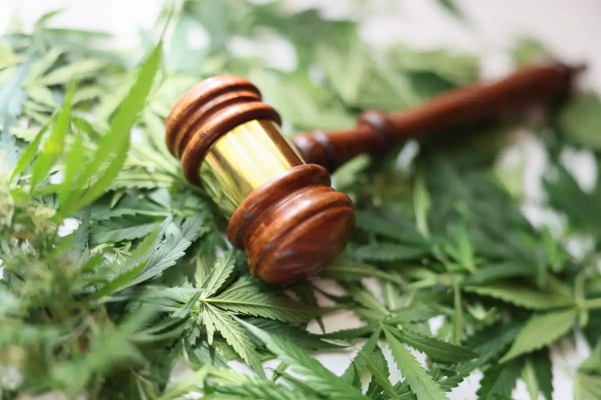 Wooden judge gavel on green cannabis leaves closeup