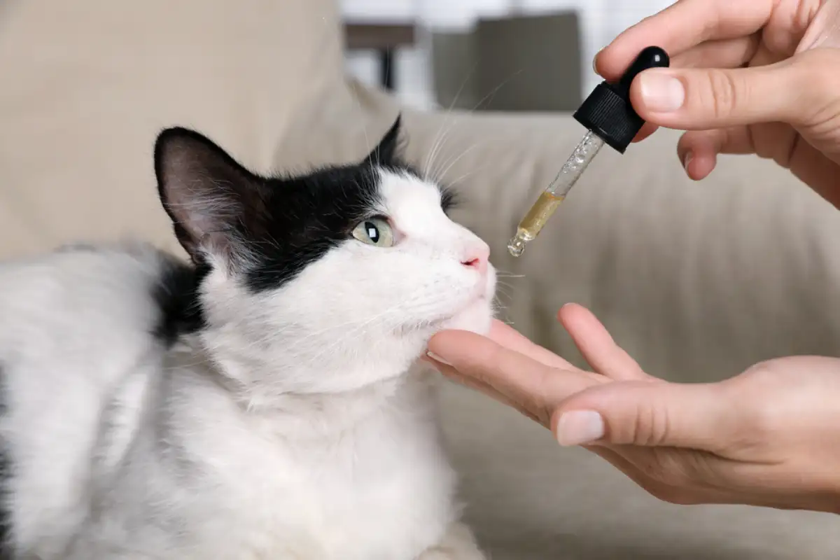 Cat trying Cannabis Products