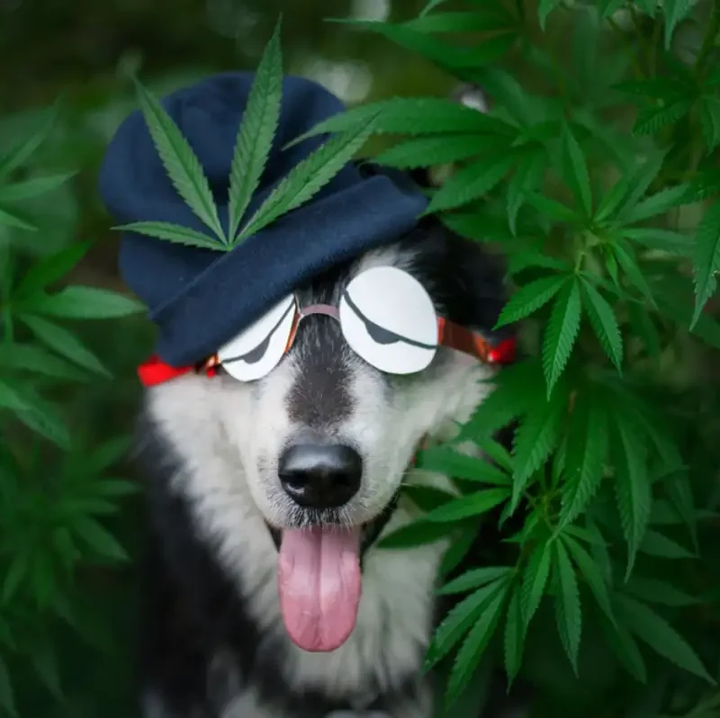 Dog with cannabis flower background