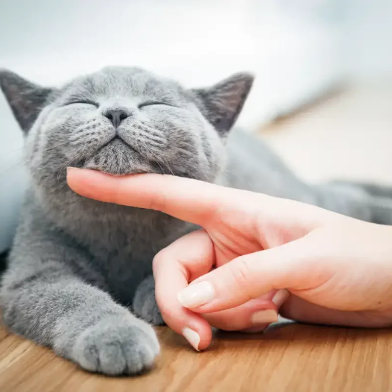 Woman petting cat