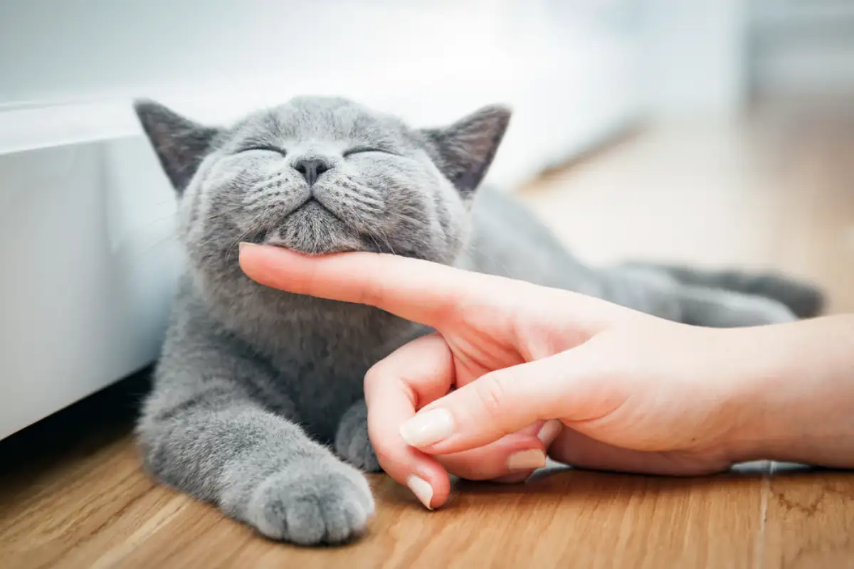 Cannabis for Cats: Is it Safe? Exploring the Pros and Cons