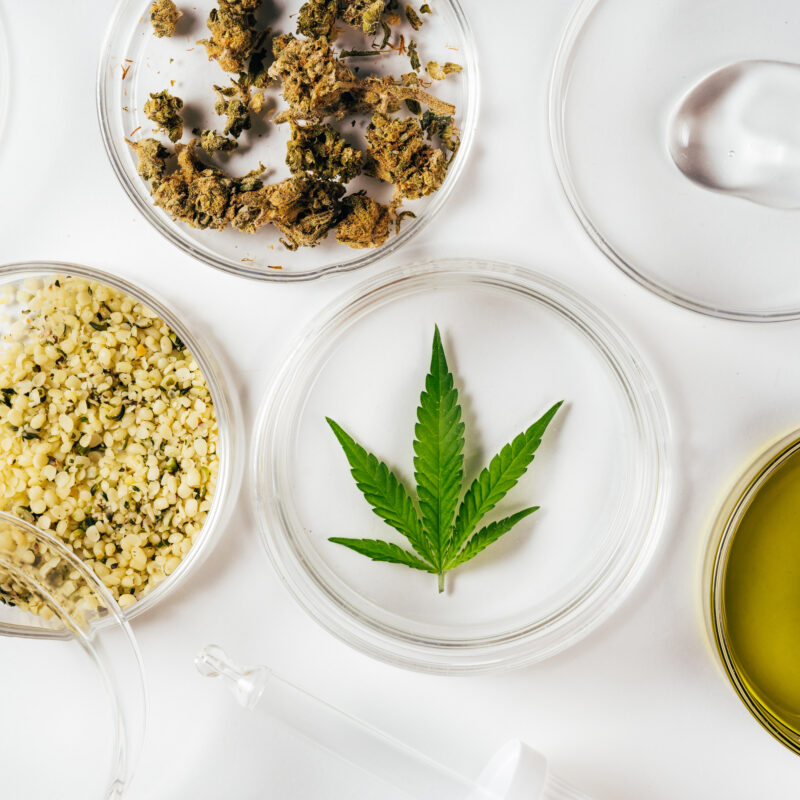 Cannabis oil, hemp leaves, dry flowers and peeled seeds in laboratory. Top view. Petri dishes and glassware on lab table. Dermatology concept, alternative treatment. Super food or natural cosmetics