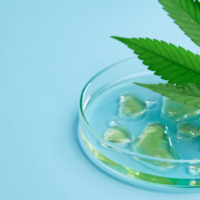 Leaf of cannabis and Petri dish with drops of hemp oil and beaker on the blue background.